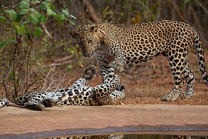 Yala Safari Private Day Tour Kaluthara/Beruwala/Bentota/Kosgoda/Ahungalla - Key points at a glance