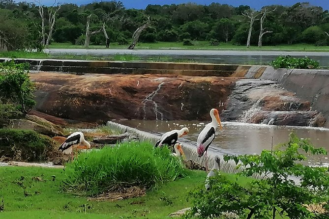Yala Safari Private Day Tour Kaluthara/Beruwala/Bentota/Kosgoda/Ahungalla - What makes Yala special
