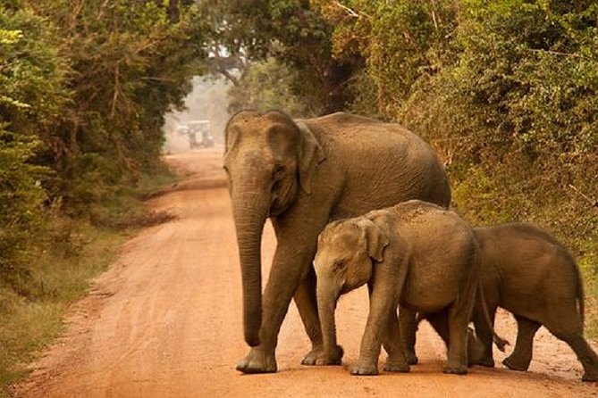 Yala Safari Private Day Tour Kaluthara/Beruwala/Bentota/Kosgoda/Ahungalla - Inside the four-hour Yala safari