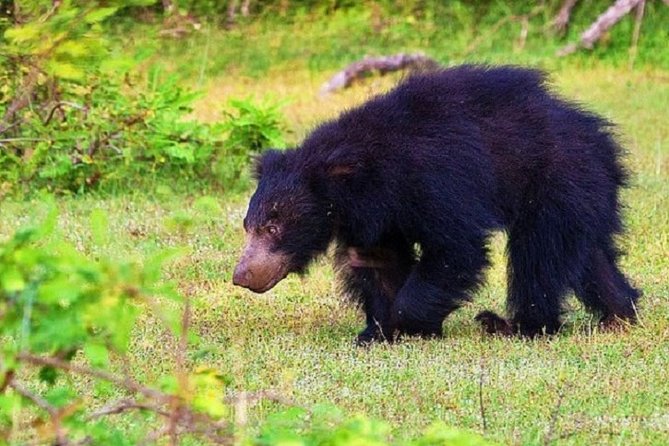 Yala Safari Private Day Tour Kaluthara/Beruwala/Bentota/Kosgoda/Ahungalla - Choosing a morning or afternoon start