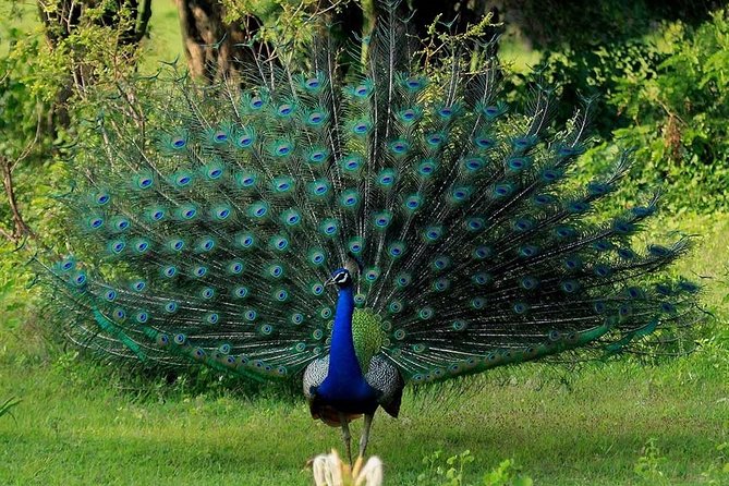 Yala Safari Private Day Tour Kaluthara/Beruwala/Bentota/Kosgoda/Ahungalla - Is $220 per person good value?
