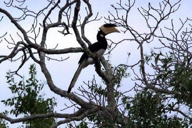 Yala Safari Private Day Tour Kaluthara/Beruwala/Bentota/Kosgoda/Ahungalla - Who will get the most from this day?