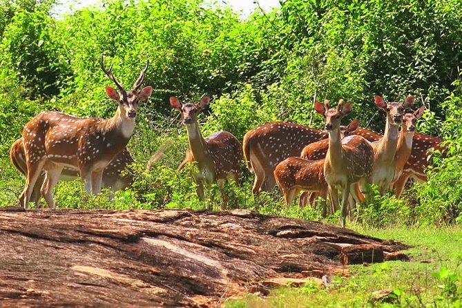 Yala Safari Private Day Tour Kaluthara/Beruwala/Bentota/Kosgoda/Ahungalla - What the strongest feedback tells me