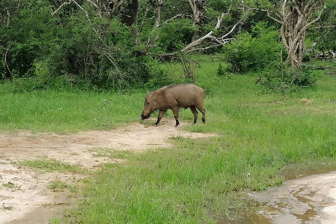 Yala Safari Private Day Tour Kaluthara/Beruwala/Bentota/Kosgoda/Ahungalla - The private drive from Bentota and nearby towns
