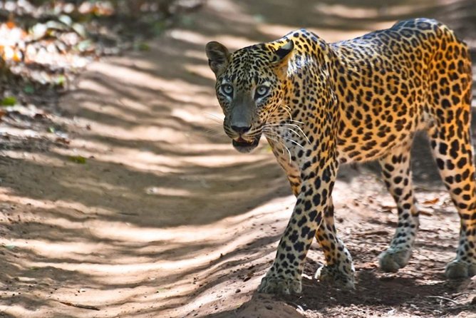Yala Safari Private Day Trip from Bentota and Kalutara Areas - The 4:30 am departure from the beach towns