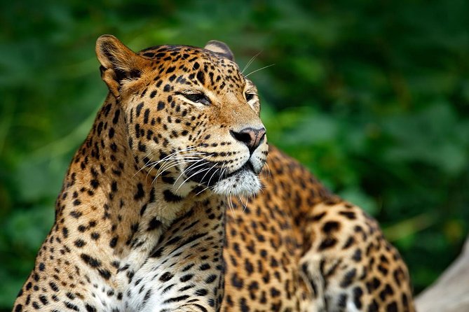 Yala Safari Private Day Trip from Bentota and Kalutara Areas - Wildlife expectations: elephants, leopards, and crocodiles