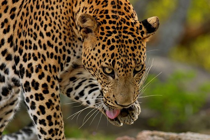Yala Safari Private Day Trip from Bentota and Kalutara Areas - Is $810 good value for a private safari?