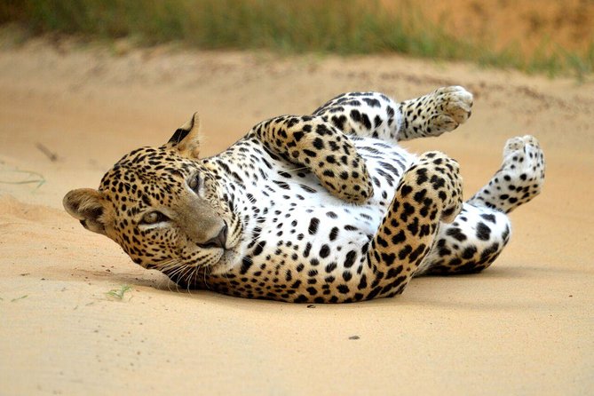 Yala Safari Private Day Trip from Bentota and Kalutara Areas - Who will enjoy this day trip most?