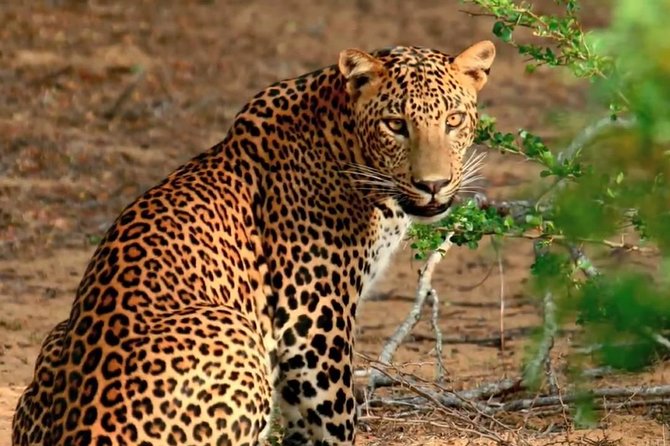 Yala Safari Private Day Trip with Return Transport -All Inclusive - Getting from the coast to the park