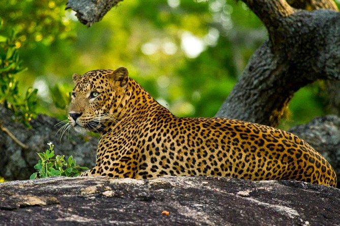 Yala Safari Private Day Trip with Return Transport -All Inclusive - Four hours in the Japanese safari jeep