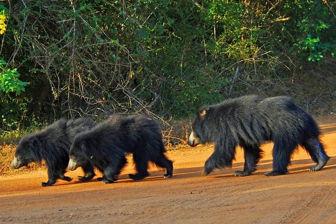 Yala Safari Private Day Trip with Return Transport -All Inclusive - Lunch and the pause between drives