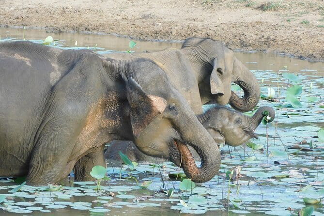 YALA SAFARI TOUR from Galle/Mirissa/Matara/Tangalle/Ella & More.. - The long ride from coast or hill country