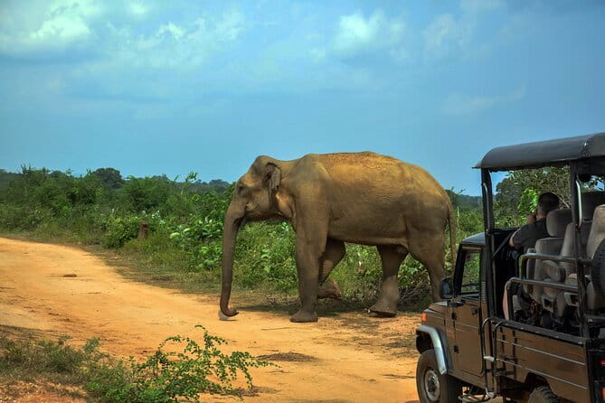 YALA SAFARI TOUR from Galle/Mirissa/Matara/Tangalle/Ella & More.. - The real price: about $76 before extras