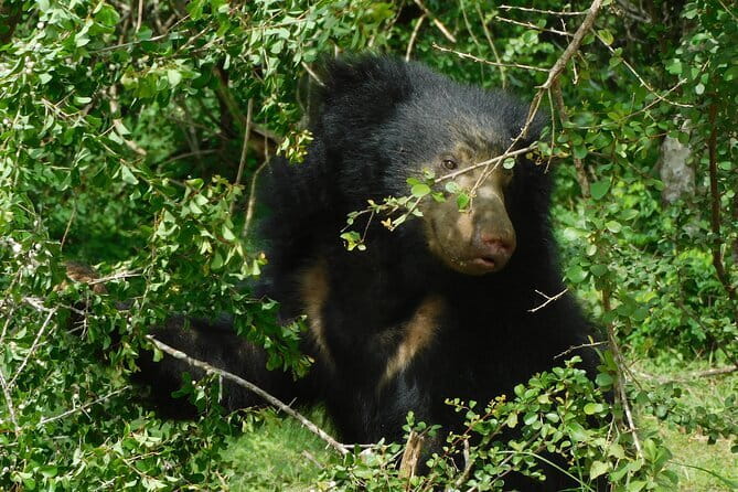 YALA SAFARI TOUR from Galle/Mirissa/Matara/Tangalle/Ella & More.. - Group size and the feel of the day