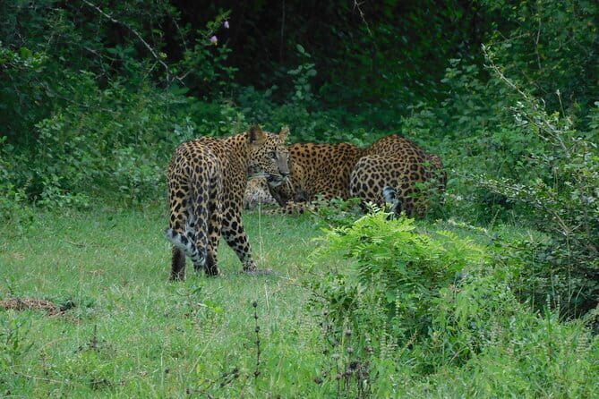 YALA SAFARI TOUR from Galle/Mirissa/Matara/Tangalle/Ella & More.. - What happens inside Yala National Park