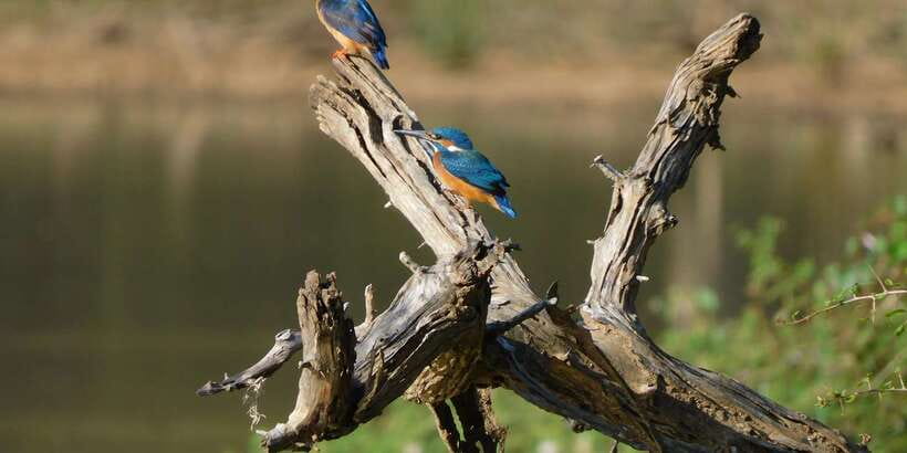 Yala Safari Tour from Hambantota Port area (Shore Excursion) - Why this Hambantota safari is worth your shore day