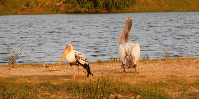 Yala Safari Tour from Hambantota Port area (Shore Excursion) - What the guide adds to the safari