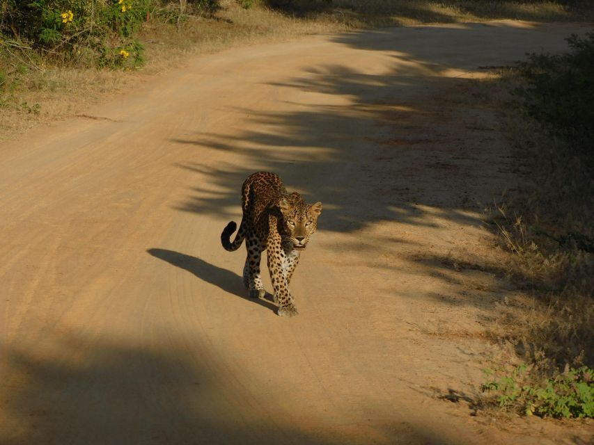 Yala Safari Tour from Hambantota Port area (Shore Excursion) - Who should book this Yala shore excursion