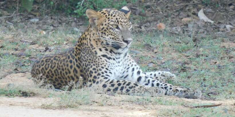 Yala Safari Tour from Hambantota Port area (Shore Excursion) - Booking details and simple ways to prepare