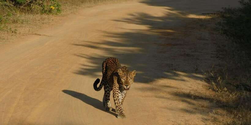 Yala Safari Tour from Hambantota Port area (Shore Excursion) - Meeting your driver at Hambantota Port