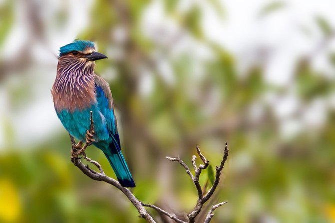 Yala Safari Tour from Hambantota Port by Ajith Safaris - A second hour inside the park