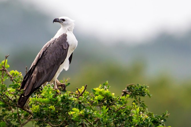 Yala Safari Tour from Hambantota Port by Ajith Safaris - The rough-road reality