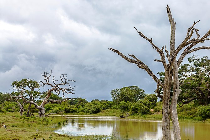 Yala Safari Tour from Hambantota Port by Ajith Safaris - What the $50 price really covers