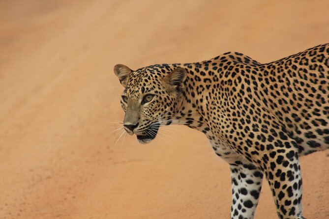 Yala Safari Tour from Hambantota Port by Ajith Safaris - The ride from Hambantota Port to Yala