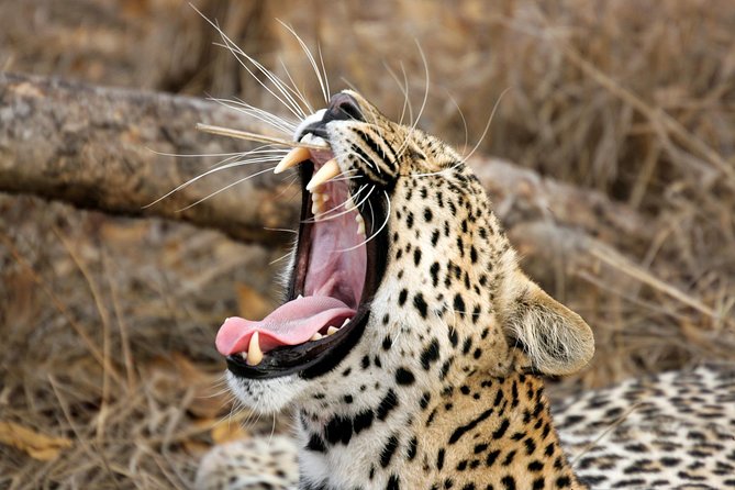 Yala Safari Tour from Hambantota Port (Shore Excursion) - Key points to know before booking