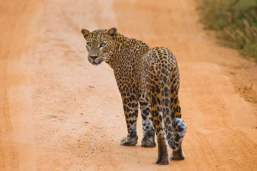 YALA SAFARI TOUR from TANGALLE/HIRIKETIYA/MIRISSA/GALLE - The long road from the south coast to Yala