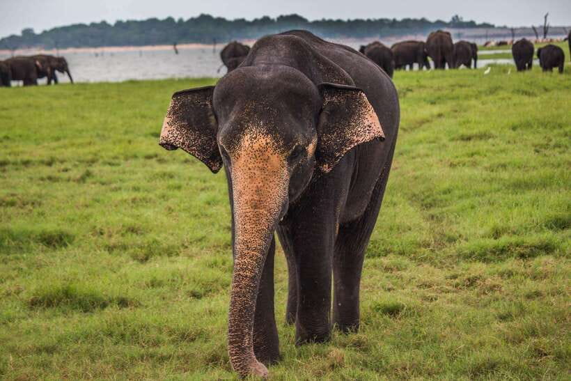 YALA SAFARI TOUR from TANGALLE/HIRIKETIYA/MIRISSA/GALLE - How the leopard search really works