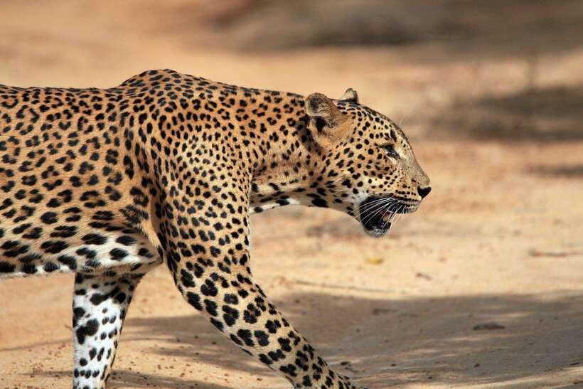 YALA SAFARI TOUR from TANGALLE/HIRIKETIYA/MIRISSA/GALLE - What the $43 price really covers