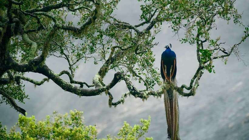 YALA SAFARI TOUR from TANGALLE/HIRIKETIYA/MIRISSA/GALLE - Pickup towns and the best place to stay