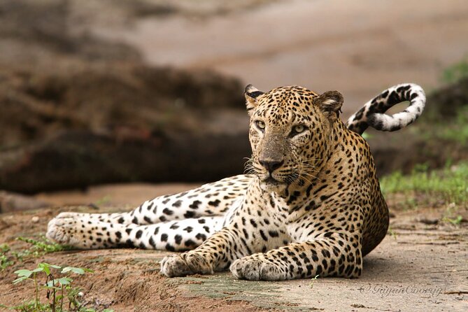 Yala safari Tours Morning /Afternoon /Fullday - Why an early start matters at Yala