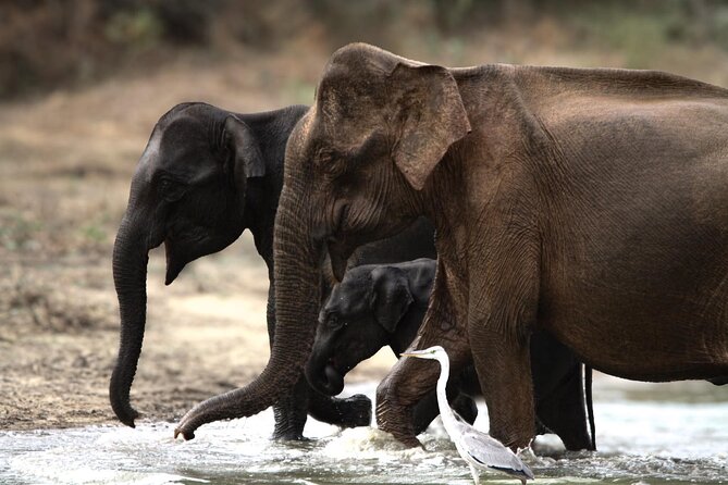 Yala safari Tours Morning /Afternoon /Fullday - Choosing between morning, afternoon, and full day