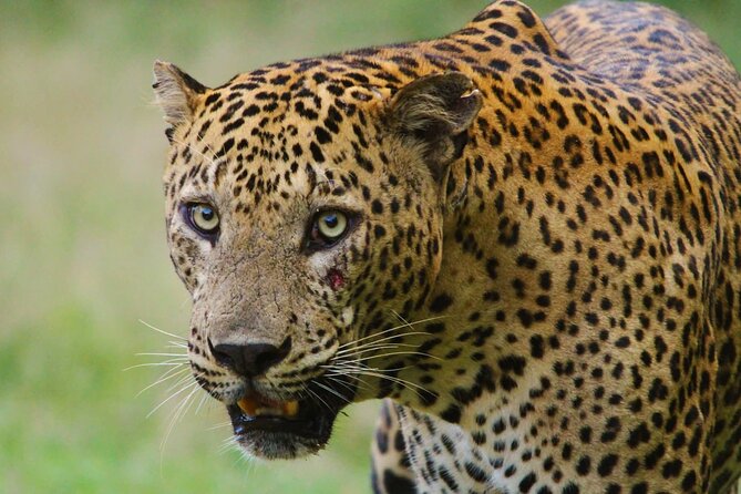 Yala safari Tours Morning /Afternoon /Fullday - What you may see inside Yala National Park