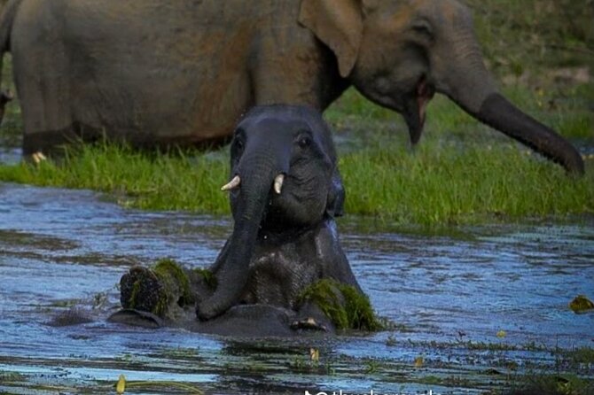Yala safari Tours Morning /Afternoon /Fullday - What is included, and what needs checking