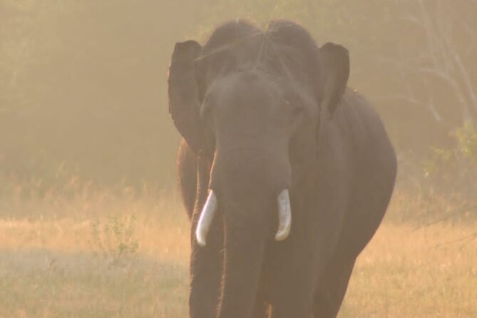 Yala safari Tours Morning /Afternoon /Fullday - How much time you really need