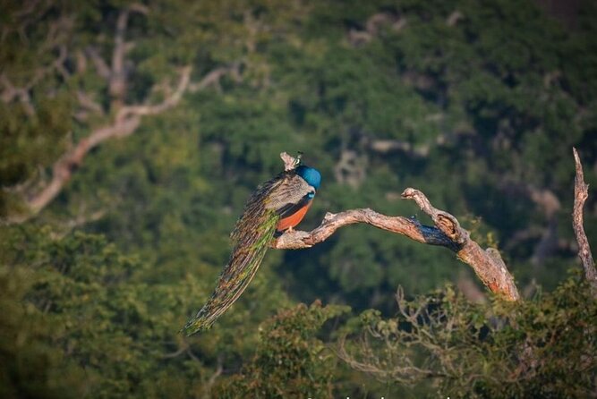 Yala safari Tours Morning /Afternoon /Fullday - Who will enjoy this safari most