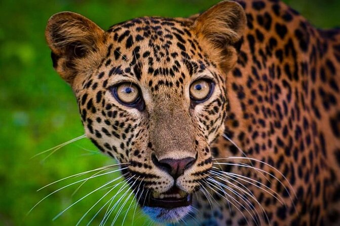 Yala safari Tours Morning /Afternoon /Fullday - Cancellation and weather planning