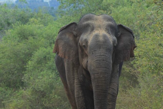 Yala safari Tours Morning /Afternoon /Fullday - Riding with your own group and safari driver