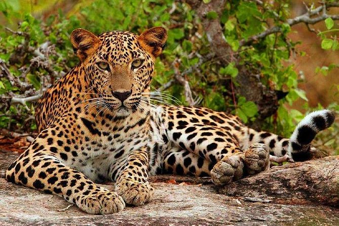 Yala Safari - Yala National Park - Key points to know before booking