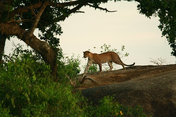Yala Safari - Yala National Park - A private morning in Yala National Park