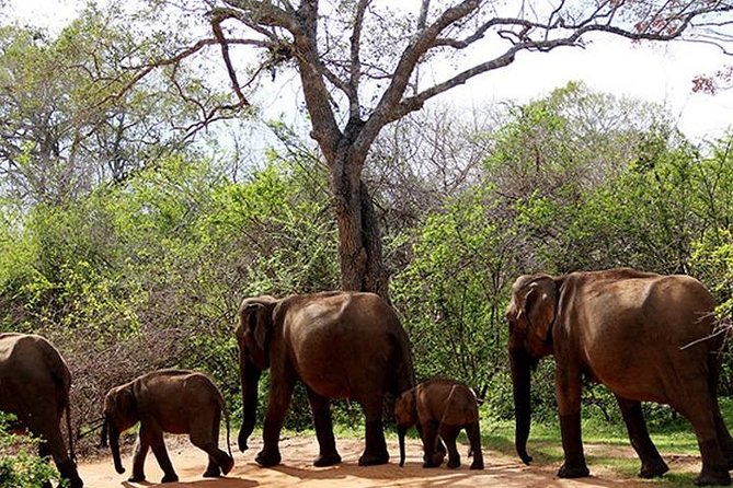 Yala Safari - Yala National Park - What Eranga adds to the day