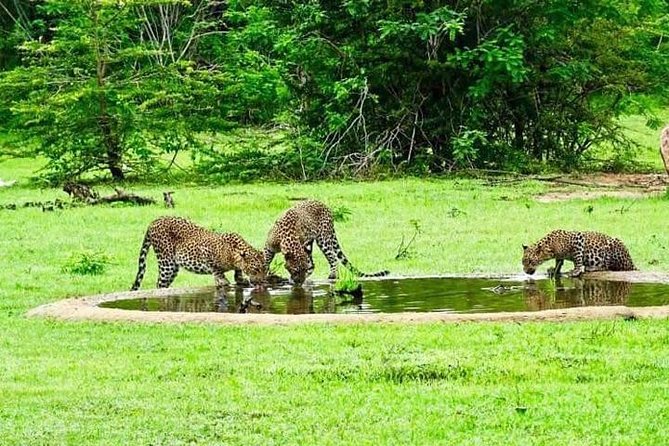 Yala Safari - Yala National Park - The real cost for a group of six