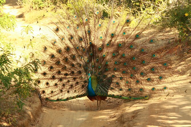 Yala Safari - Yala National Park - Why the private format matters
