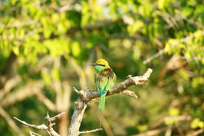 Yala Safari - Yala National Park - Who will get the most from this safari