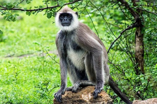 Yala Safari - Yala National Park - Honest strengths and limitations